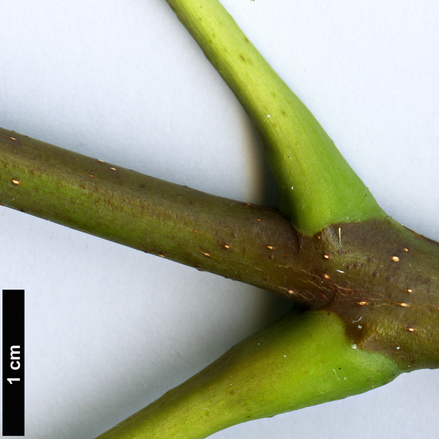 High resolution image: Family: Rutaceae - Genus: Phellodendron - Taxon: amurense - SpeciesSub: var. sachalinense